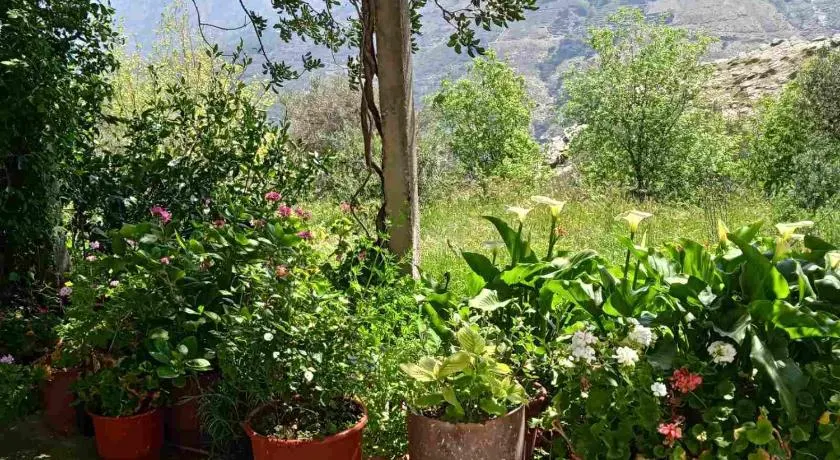 Ikarian Family Cottage, Ikaria Droutsoulas - Image 1