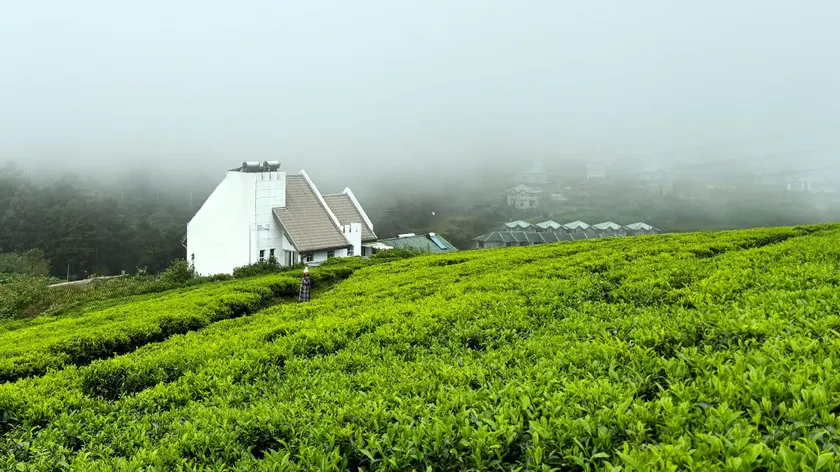 Wintry Hills-Nuwara Eliya - Image 1
