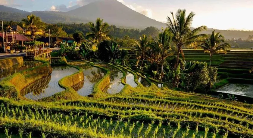 Dedari Lodge Jatiluwih Rice fields - Image 1