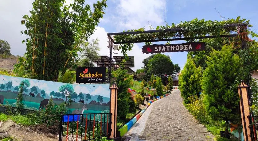 SPATHODEA - Image 1
