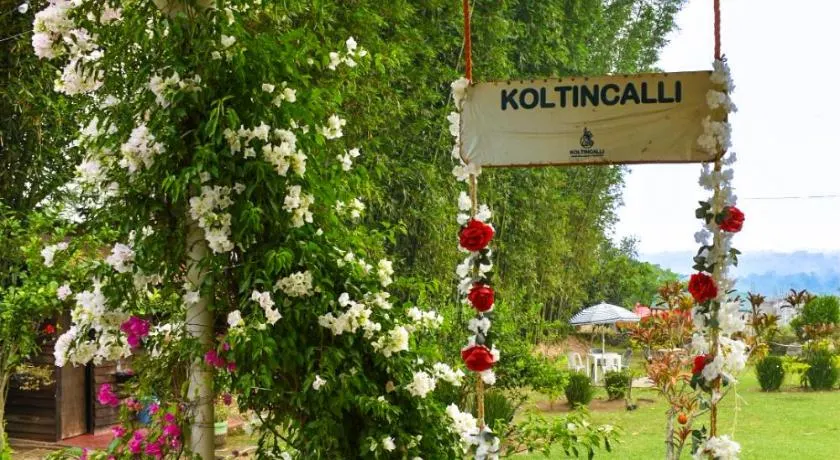 Koltincalli - Image 1