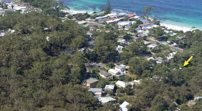 Black Wattle at Hyams Beach - Image 1