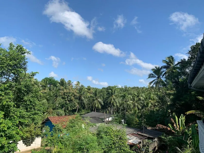 Palms and Paradise - Image 1