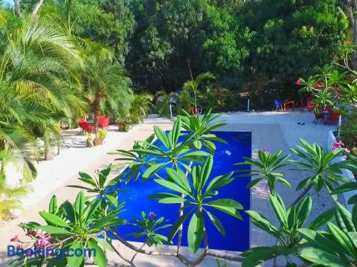 Blanconejo de Montezuma - Image 1