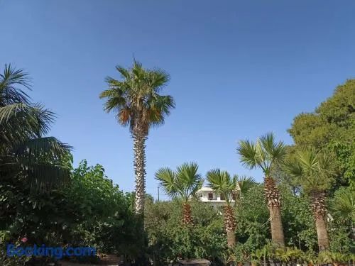 palm-tree - Image 1