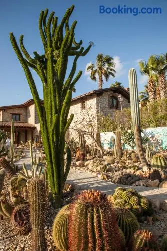 Garden Cactus - Image 1