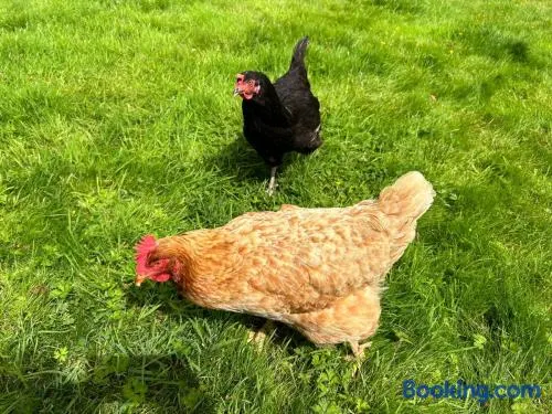 The Hen House - Image 1
