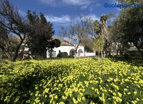 El Olivo - Image 1