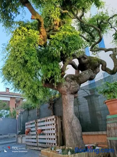 L'albero del druido - Image 1