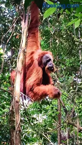 On The Rocks Bungalows, Restaurant and Jungle Trekking Tours - From May to September only stay here if you are booking jungle treks with us - feel free to contact us about our Jungle Trekking services - Image 1