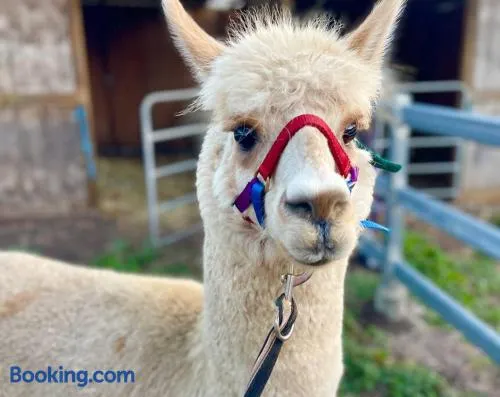 Mountview Alpaca Farmhouse - Image 1