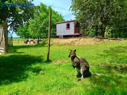 La Bohème aux wallabies - Image 1