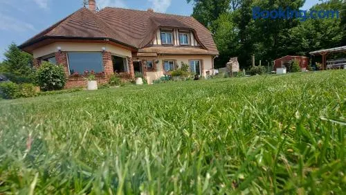 l'écureuil roux - Image 1