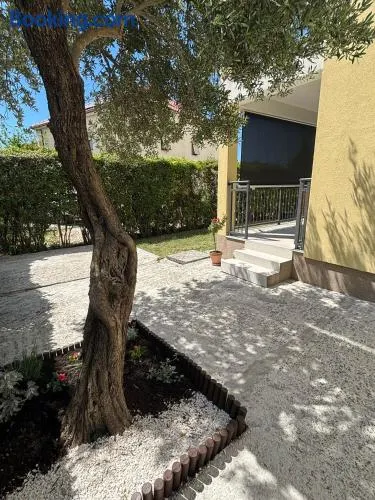 Olive tree - Image 1