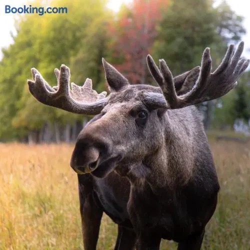 Moose Garden - Image 1