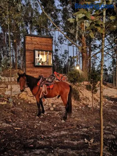 El Bosque de Paipa - Image 1