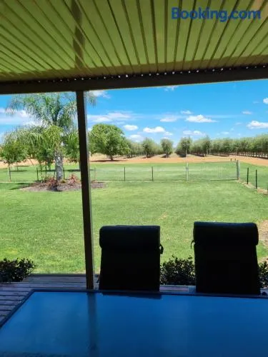 Waikerie Olive Grove - Image 1