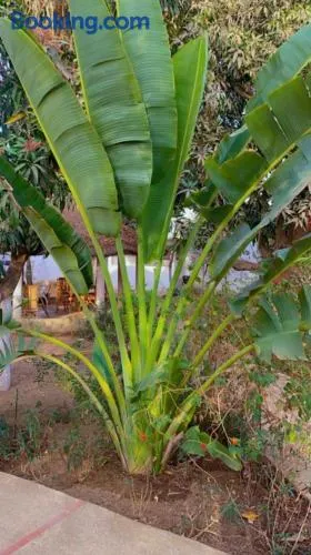 Le jardin de Adja - Image 1