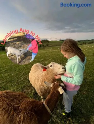 JillyPark Farmstay Experience Discover Authentic Farm Life Complimentary Breakfast Included - Image 1
