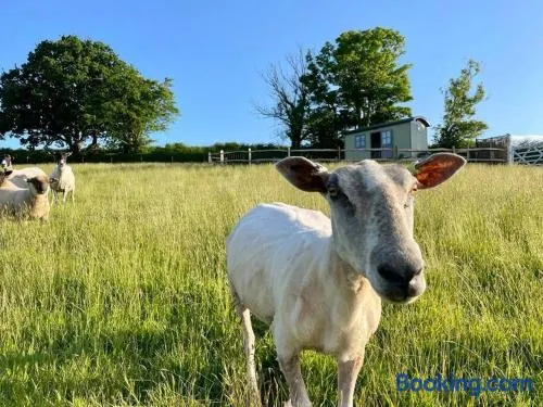 Luxury Shepherd Hut on small South Hams farm, Devon - Image 1