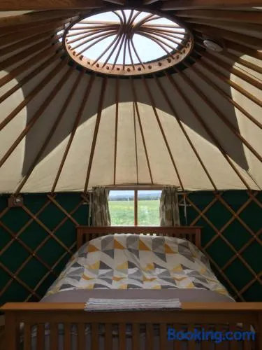 Yurt Ash tree - Image 1