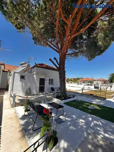 Limnos Twin Pine - Image 1