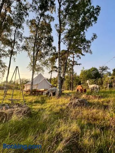 Glamping med alpackor - Image 1