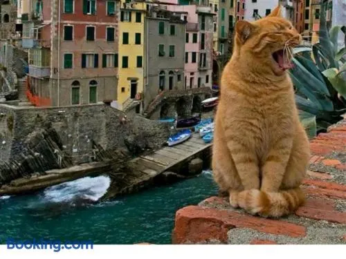 Stella di Rio 5 terre riomaggiore - Image 1