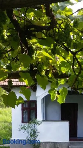 Pridvorul lui Viorel - Image 1
