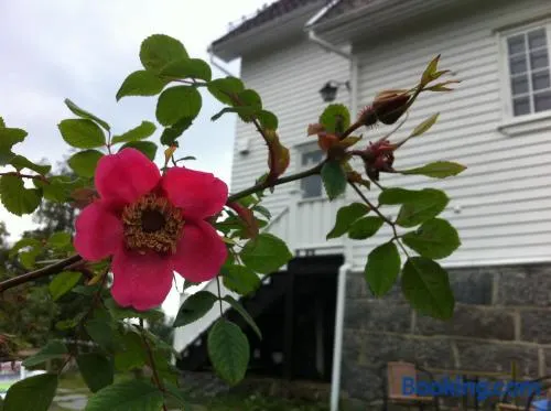 Arctic Garden - Image 1