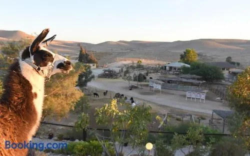Alpaca Farm - חוות האלפקות - Image 1