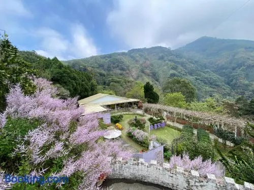 阿喜紫藤Arce wisteria - Image 1