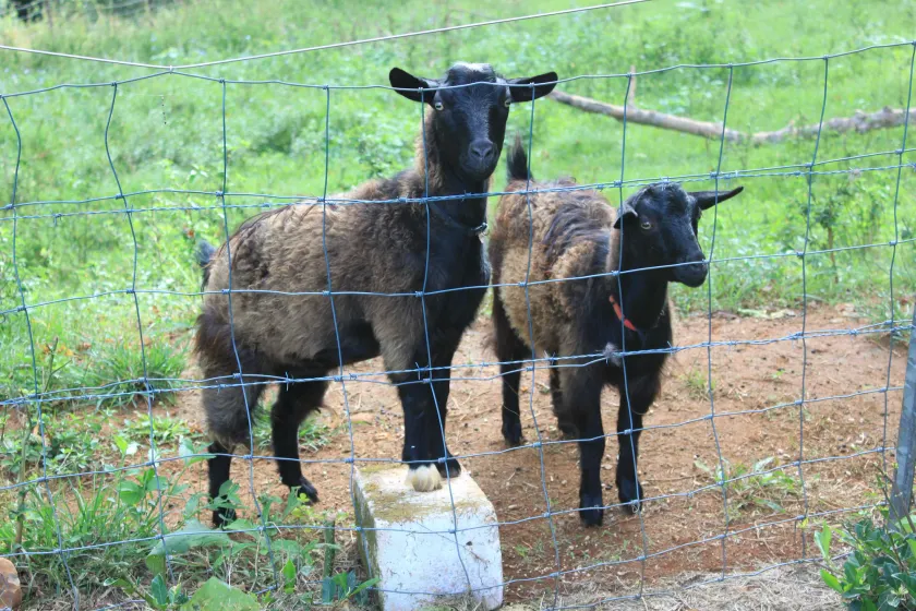 Alstonville Country Cottages - Image 1