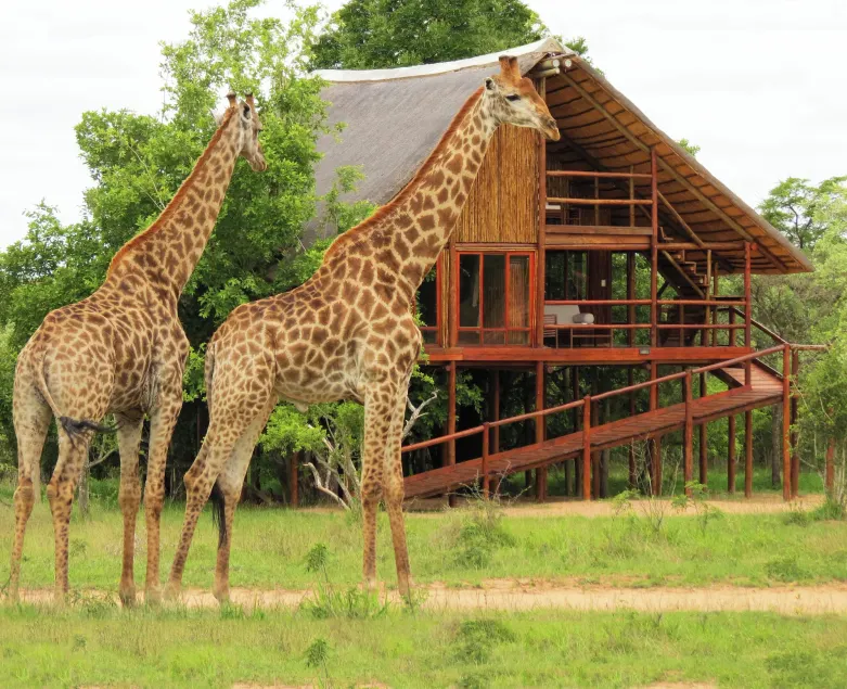 Pezulu Tree House Lodge - Image 1