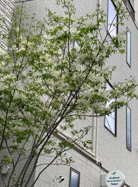 Asakusa HomeSuites Tokyo - Image 1