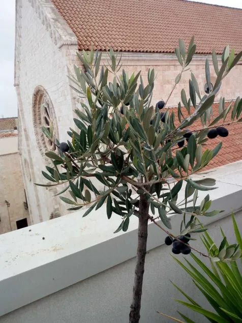 B&B Il Nido delle Rondini - Image 1