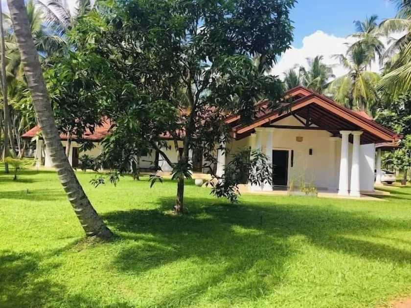 Coco Villa Peach Tree - Image 1