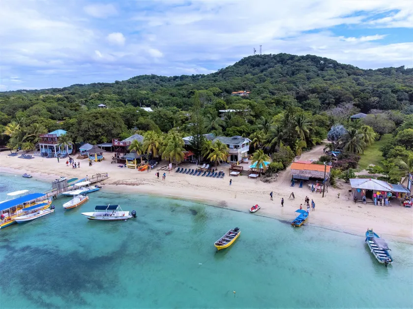 Coconut Tree West Bay - Image 1