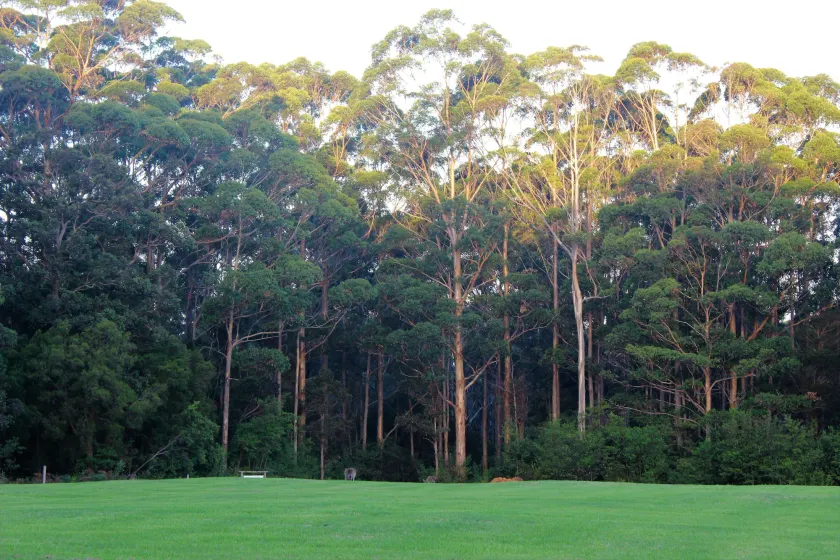 Tinglewood Cabins - Image 1