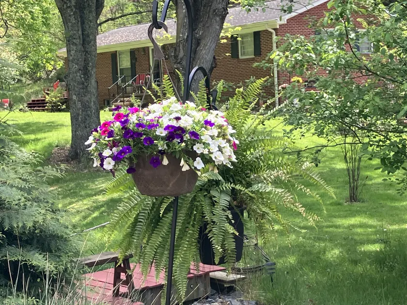 The Ashe Farm Bed & Breakfast - Image 1
