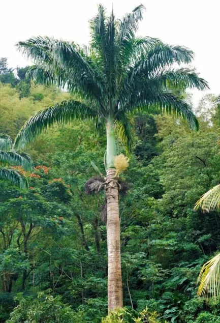 Natty Tropical Valley - Image 1