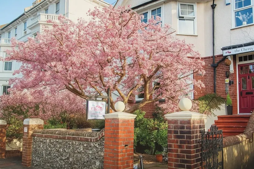 The Cherry Tree B&B - Image 1