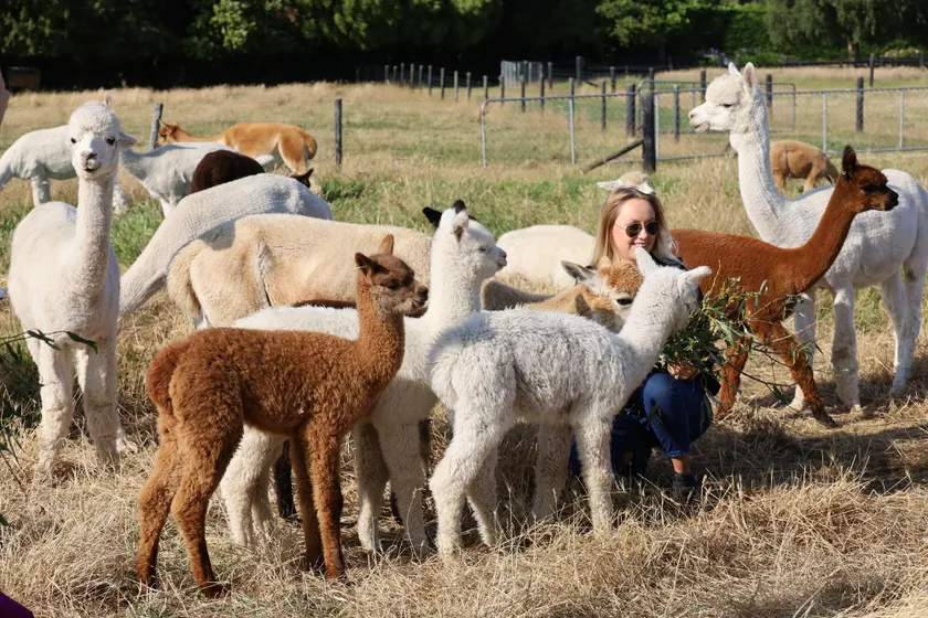 Silverstream Alpaca Farmstay & Tour - Image 1