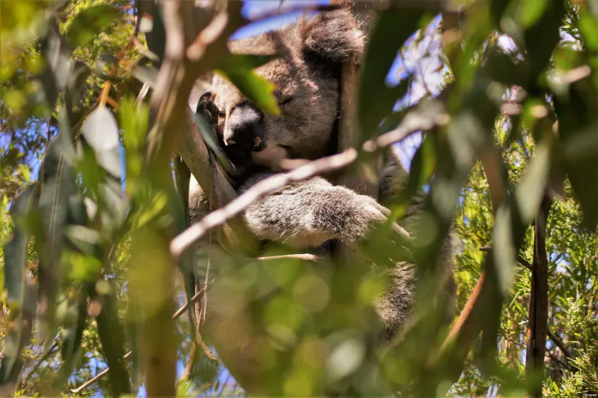 Bimbi Park - Camping Under Koalas - Image 1