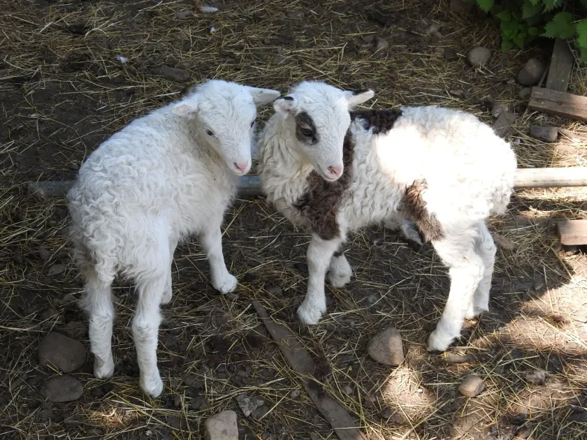 Tyncellar Farm Holiday Cottages - Image 1