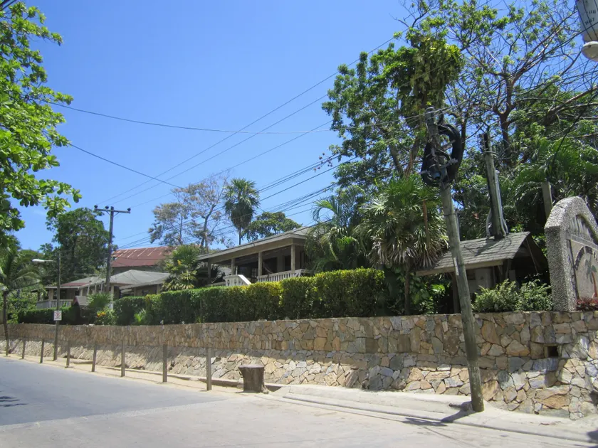 Coconut Tree West End - Image 1