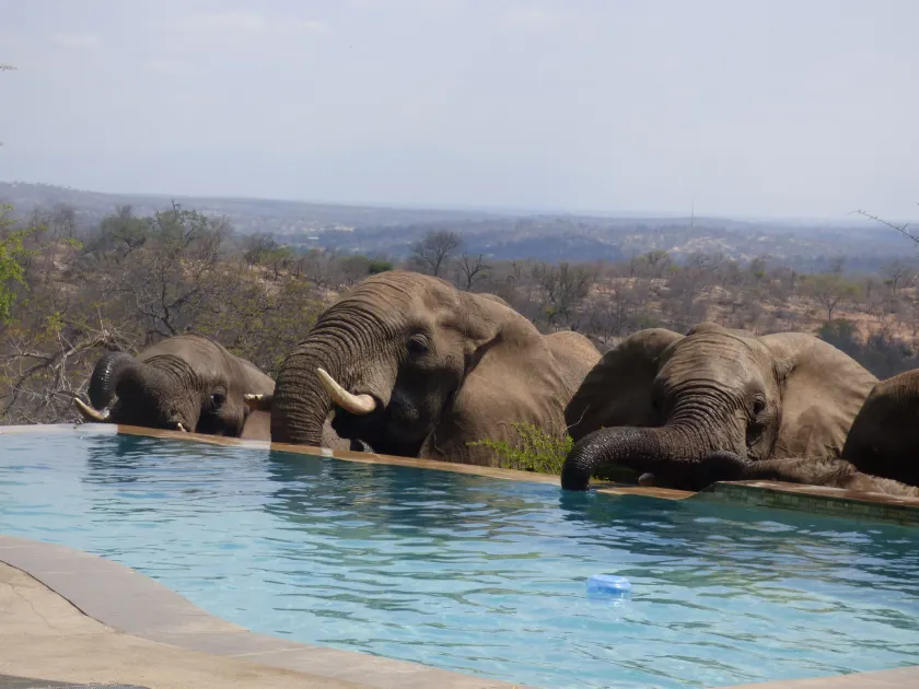 Mbizi Bush Lodge - Image 1