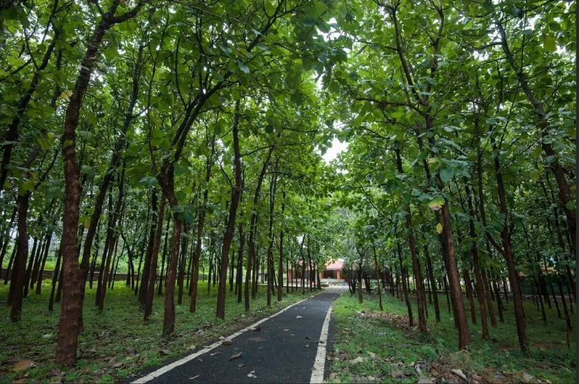 MC Resort Wildlife Resort Bandipur - Image 1