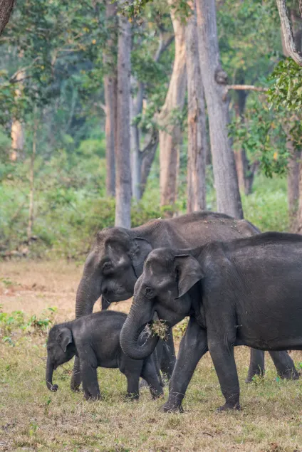 Kaav Safari Lodge, Kabini - Image 1