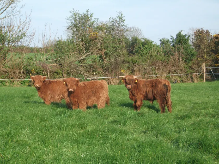 Glendine Country House Wexford - Image 1